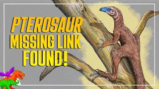 New Pterosaur Missing Link Found in Triassic Brazil | Venetoraptor