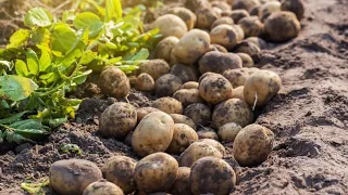 Potato chip,Frenchfries Making in Factory Harvest - Thousand Tons of Potatowith Modern Machine