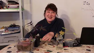 Как правильно выращивать батат