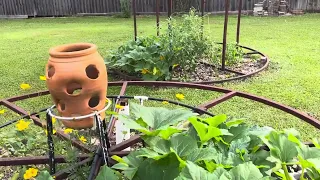 Gardenwalk blackberries, blueberries and squash, watermelons ￼￼