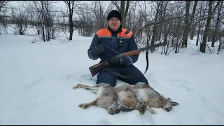 Загонная охота на зайца, закрытие сезона, зайцы кишат в степи