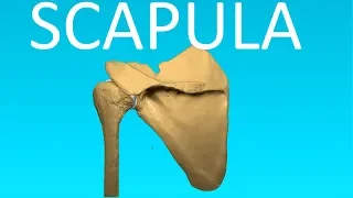 Shoulder blade Or Scapula Anatomy - Bones #3