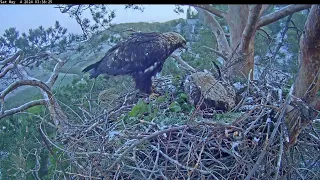 4/5/24 ☀️🦅 Eagle Altyn Arrives Very Early: Nova is unmoved ☀️🦅 Орел Алтын прилетает очень рано утром