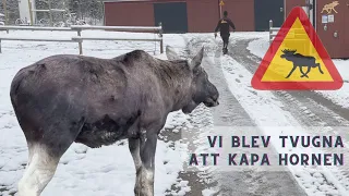 Bland älgar och massa tomtar