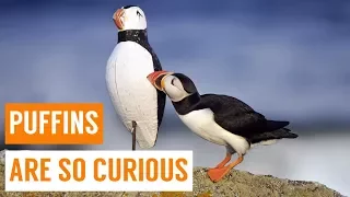 Cute Baby Puffins Compilation