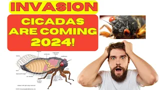 Invasion of the Cicadas 2024