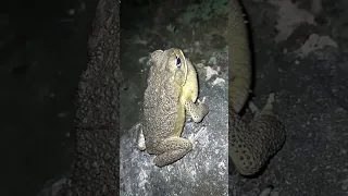 Amazing! Sound of frog