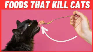 6 Foods That Can Kill Your Cat Within Minutes 😱