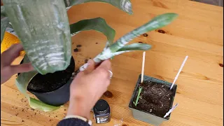 Bromeliad "pup" propagation- aechmea fasciata/urn plant/how to/plant speak quick tips