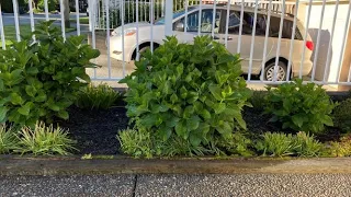 10 Weeks After Spring Prune, Hydrangea Macrophylla, Let's Dance, Blue Jangles, June 7, 2022