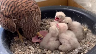 2020황조롱이육아 앙코르 편 kestrel nesting Encore