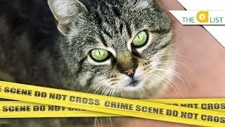 3 Animals That Solve Crimes