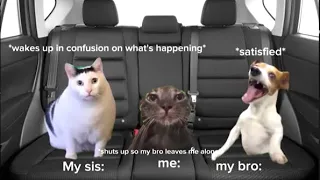 CATS FAMILY ROAD TRIP COMPILATION 😂 #cat #catmemes