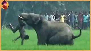 15 Unbelievable Elephant Attacks & Interactions Caught On Camera!