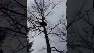 Ибо нефиГ (мишка "ОТБОМБИЛСЯ " с дерева...) / Bear shit on hunters