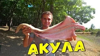 ШАШЛЫК ИЗ АКУЛЫ КАТРАН