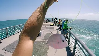 Jetty Giants - Huge Fish Caught Fishing from Jetty