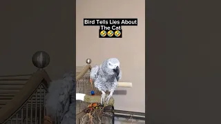 Bird Lies 🤣 #bird #animals #pets #funny #funnyanimals #fyp #youtubeshorts #cute #talkingbird #lol