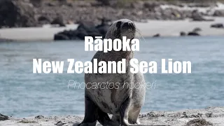 Wild New Zealand: The New Zealand Sea Lion