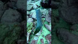 Unforgettable encounters with majestic moray eels in Malpelo Island. 
📷@gadormunta