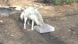 Atka the Arctic Wolf Enjoys Enrichment Treat