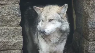 Rare Mexican Gray Wolf Makes First Appearance