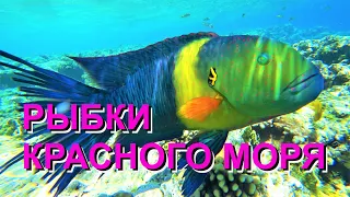 РЫБКИ КРАСНОГО МОРЯ ХУРГАДА. ПОДВОДНЫЙ МИР MAKADI. Макади.