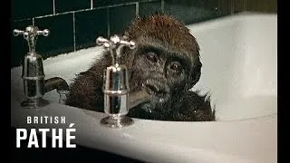 The Cutest Ever Baby Gorilla takes a Bath