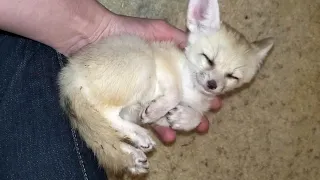 Sleepy Fennec Fox Baby 🥰🦊🥰