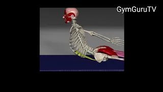 Effect of the Function of the Abdominal Muscles on the Lower Back during Extension