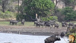 Casper The White Lion Mocks Massive Buffalo Herd To Protect His Lioness