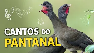 14 CANTOS de AVES DO PANTANAL | Trinca-ferro-gongá, aracuã, catatau e outros pássaros do pantanal