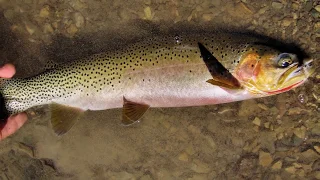 Montana Fly Fishing, Glacier National Park &  Wild Cutthroat Trout in HD