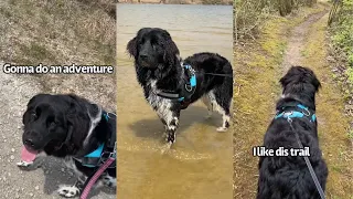 Puppy Goes On An Adventure!