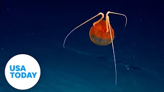 'What is that?' Extremely rare jellyfish spotted, delights scientists | USA TODAY