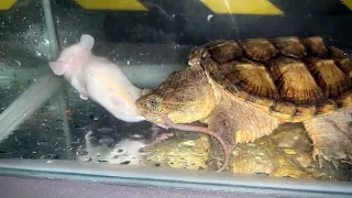 Snapping Turtle Eats Live Mouse On Lotus Leaf  | WARNING LIVE FEEDING