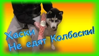 ХАСКИ не едят КОЛБАСКИ!?!