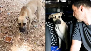 The dog was abandoned in the woods with a box of pasta. The story of a dog named Ringo.