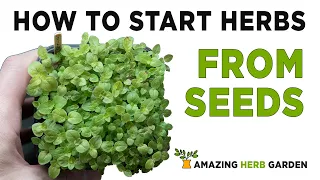 How to start growing herbs from seeds - orgeano and rosemary