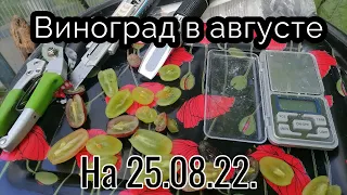 виноград на 25 08 22г. (Цимус, Ромбик, Памяти Учителя, Велес, Преображение, Аркадия, Сенсация...