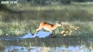 HD  Leaping Lechwe   Nature s Great Events  The Great Flood  1