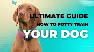 Ultimate Guide: How to Potty Train Your Dog