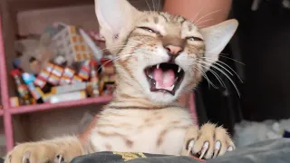 BABY CAT VOICE |🐈बिल्ली के बच्चे की आवाज़|cat screaming|baby cat meowing very loud