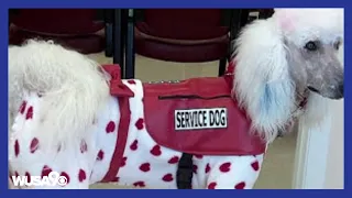 Fake service dogs are becoming a problem