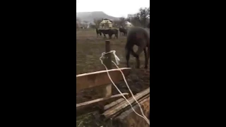 Жеребец Карачаевской породы защищает свой табун.