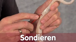 Reptil TV - Technik - Sondieren von Schlangen