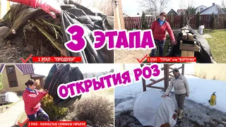 Как и когда открывать розы весной? 3 этапа открытия роз после зимы! Первая весенняя обработка роз!