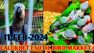 Lalukhet exotic rooster fancy hens and rabbit market 11-Feb lalukhet bird market