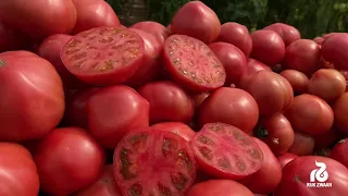 Тивай 12  - розовый томат селекции Райк Цваан