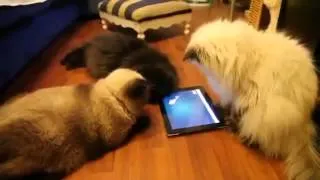 Коты играют в ipad! Забавно!